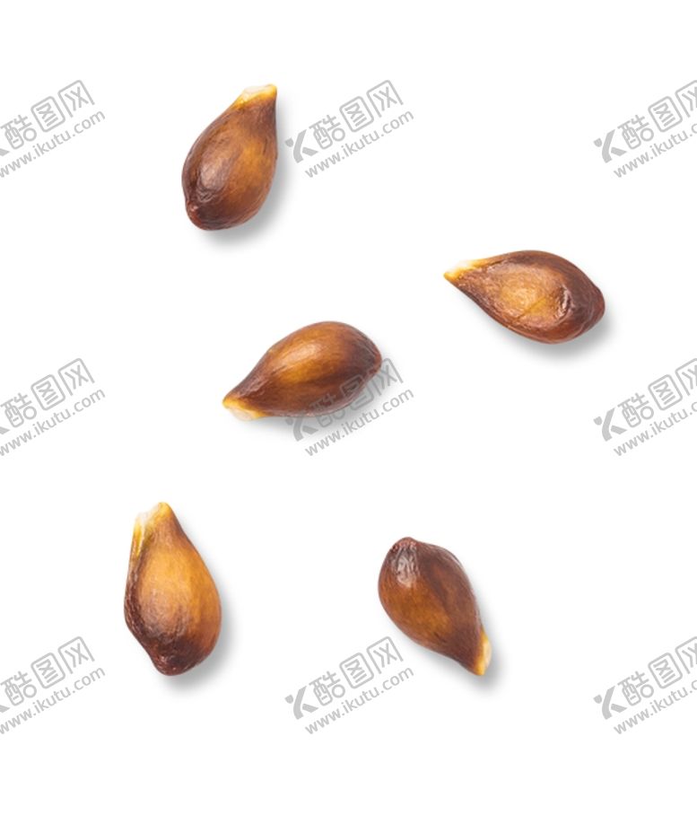 编号：25728705180537031145【酷图网】源文件下载-苹果籽