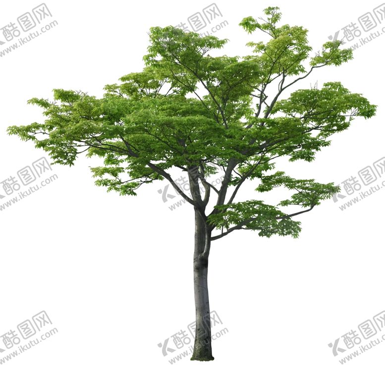 编号：25295010180933532975【酷图网】源文件下载-免扣植物树木素材图片
