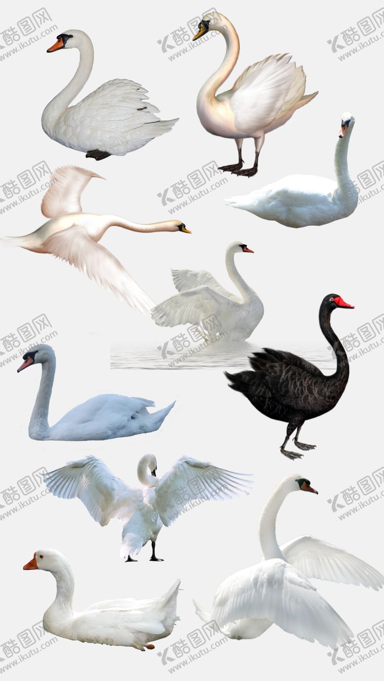 编号：94073509130903066501【酷图网】源文件下载-高清免扣天鹅素材家禽鹅群