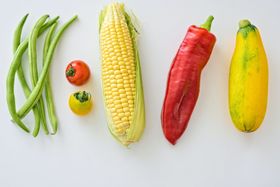 蔬菜大全玉米南瓜豆角番茄辣椒