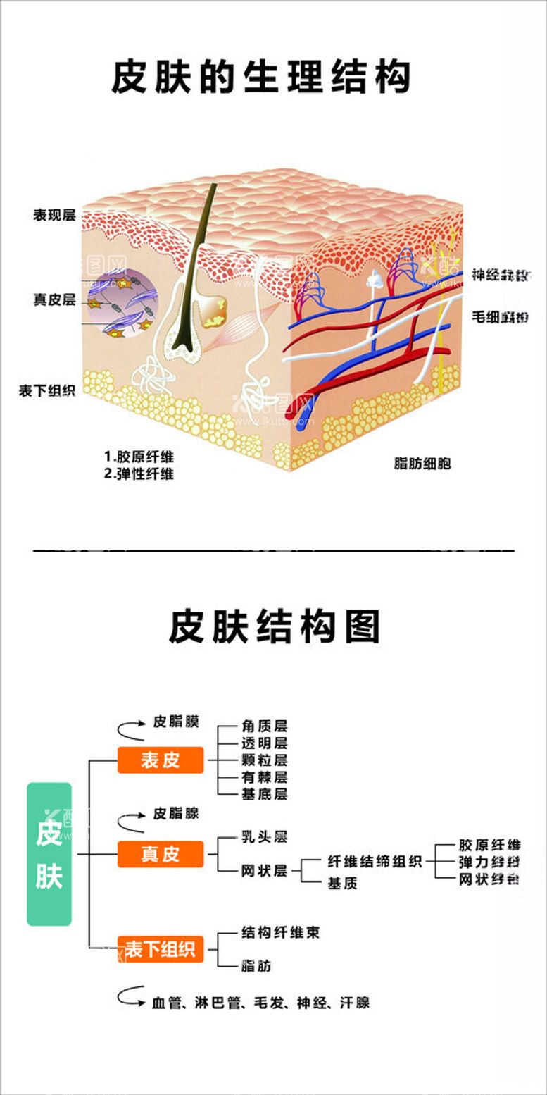 编号：20886202132146176283【酷图网】源文件下载-皮肤结构图