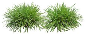 园林植物