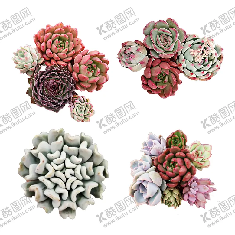 编号：61758209252043558395【酷图网】源文件下载-多肉植物组合