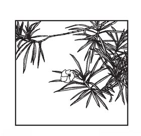 黄夹竹桃