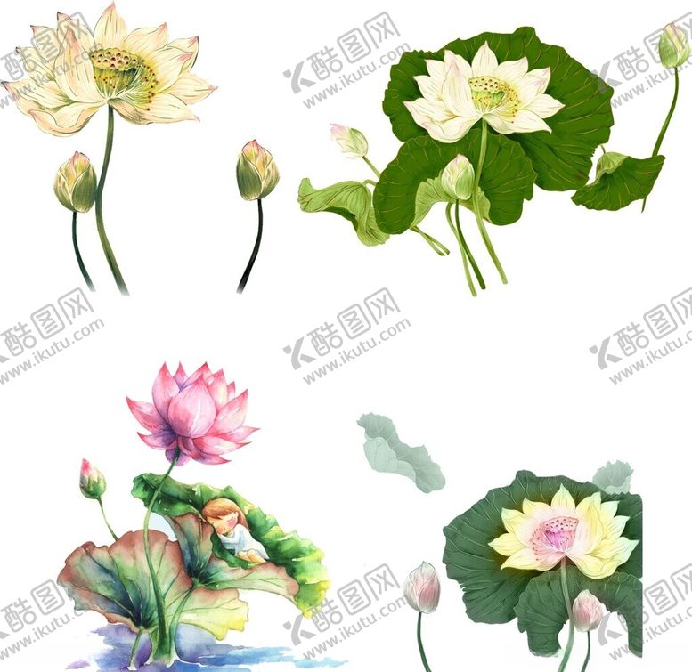 编号：43149812112034316690【酷图网】源文件下载-免抠荷花