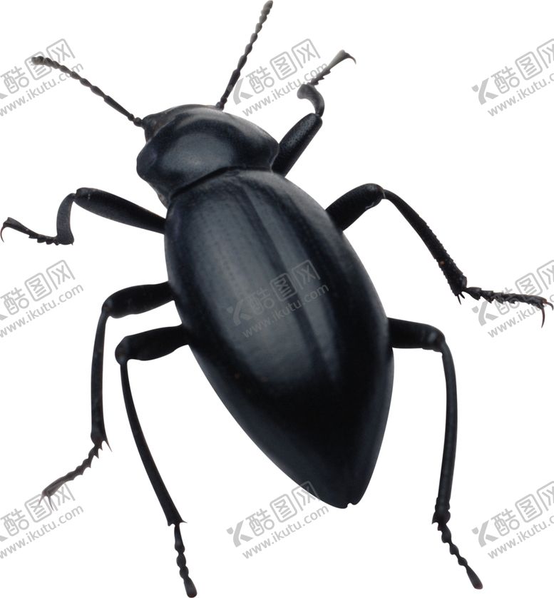 编号：91044305151233296643【酷图网】源文件下载-自然昆虫爬虫图案