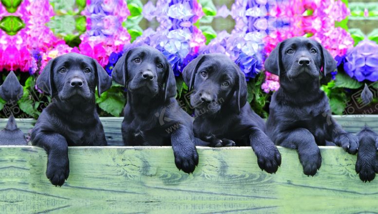 编号：56356709181134321253【酷图网】源文件下载-黑色宠物狗