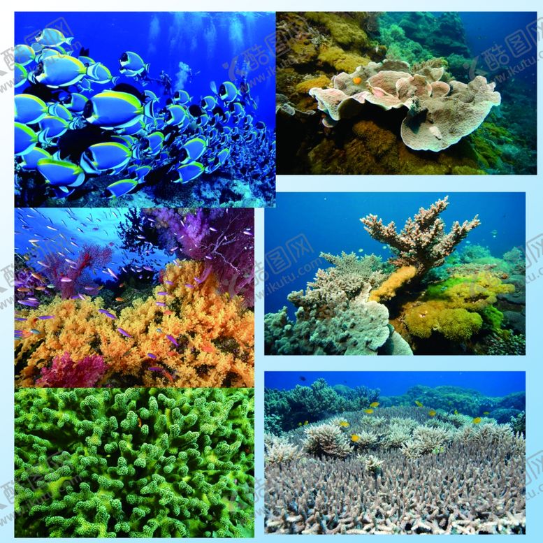 编号：80783509250459576619【酷图网】源文件下载-海底世界素材