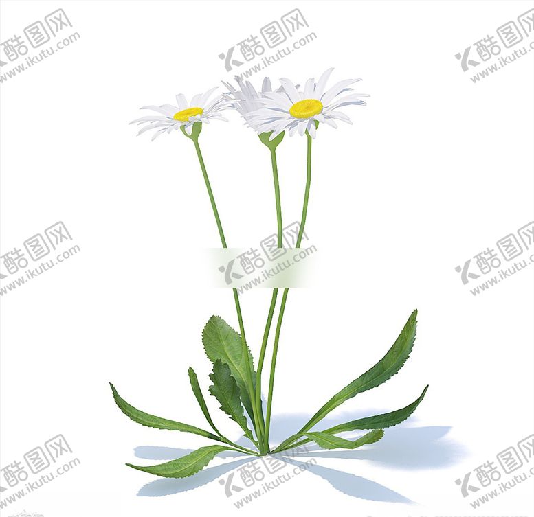 编号：47294803152340151540【酷图网】源文件下载-C4D模型菊花