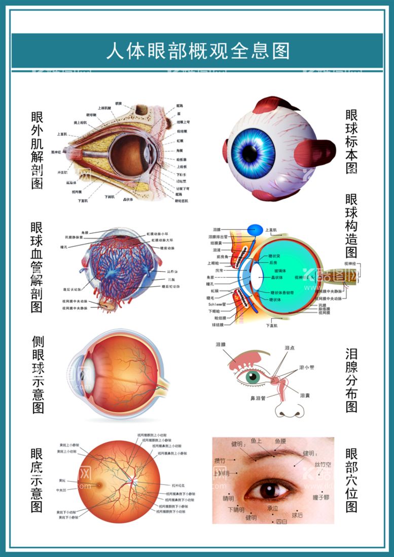 编号：38442511192354024772【酷图网】源文件下载-眼部结构