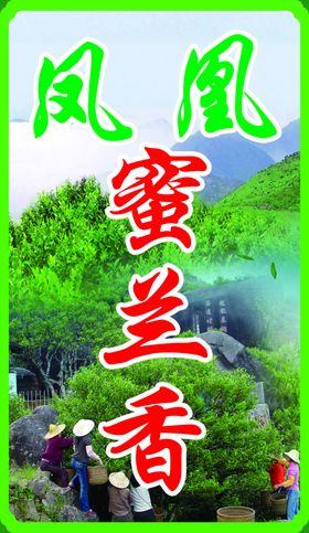 凤凰单枞茶茶标