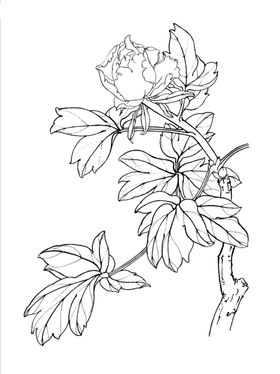 牡丹花