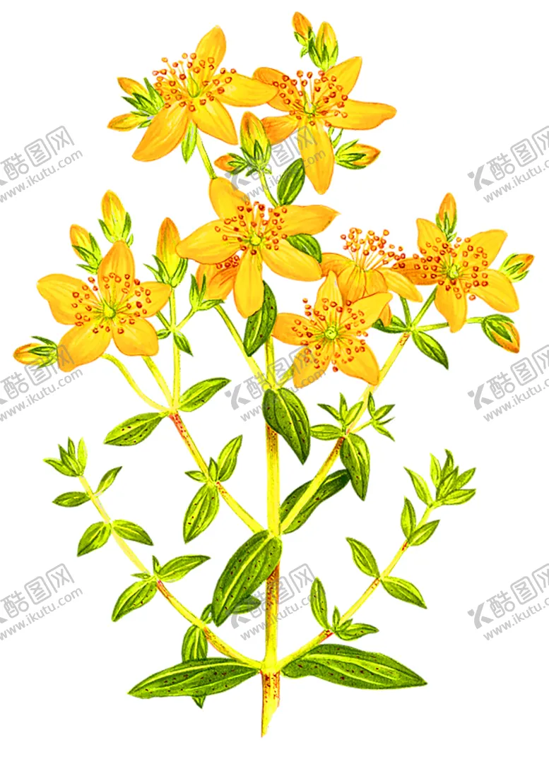 编号：29655406300157574403【酷图网】源文件下载-鲜花装饰