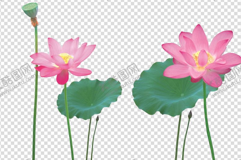 编号：32561209282039332811【酷图网】源文件下载-荷花荷花荷叶莲花大荷花