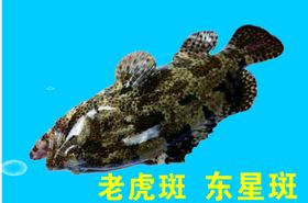 海鲜大咖矢量图老虎斑东星斑水产