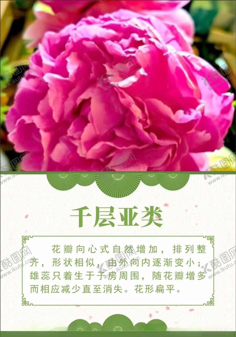 编号：31943904040113488107【酷图网】源文件下载-牡丹