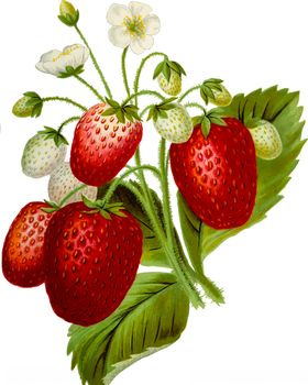 草莓插图