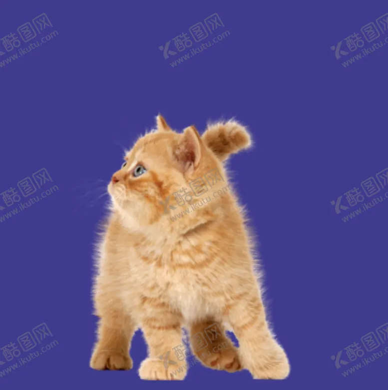 编号：41429112020505021102【酷图网】源文件下载-猫咪