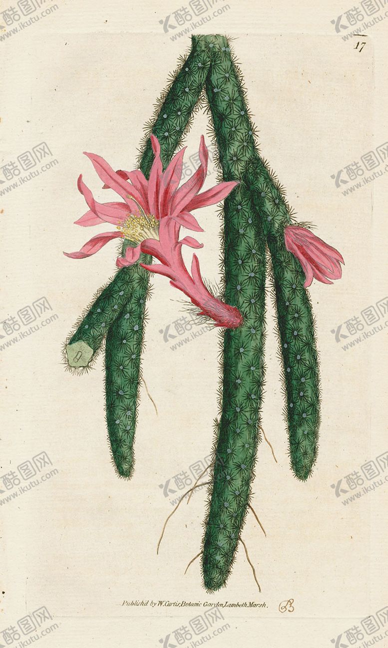 编号：46983905121552156570【酷图网】源文件下载-欧式复古色调花朵植物