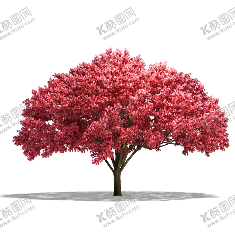 编号：32835606251221252889【酷图网】源文件下载-水杉