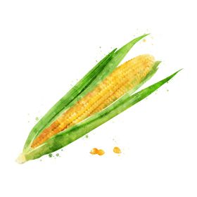 手绘彩色蔬菜免扣素材图片青插画玉米光盘抠