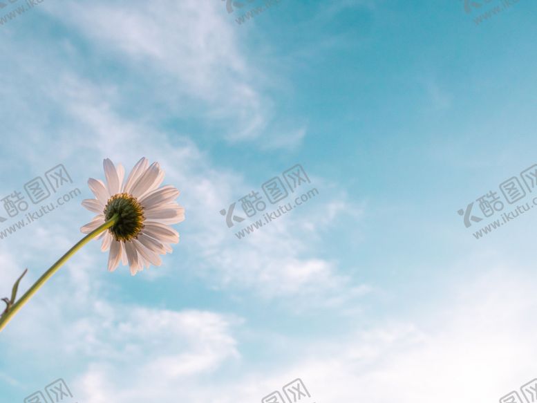 编号：97734510162359332006【酷图网】源文件下载-蓝天白云白色小雏菊