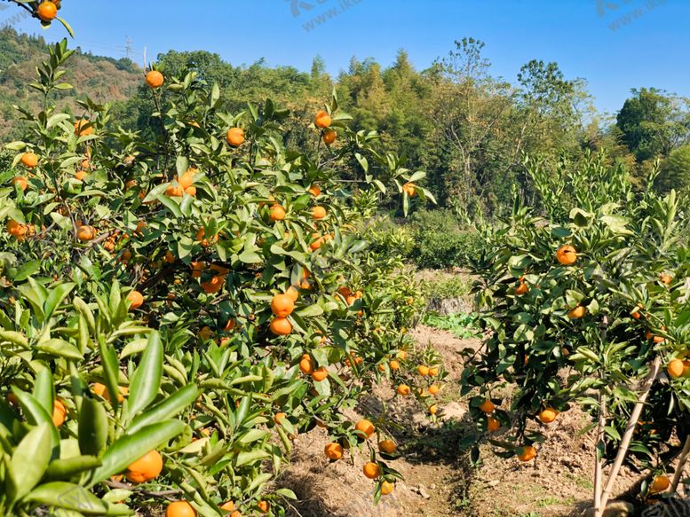 编号：36483907080015079970【酷图网】源文件下载-桔子