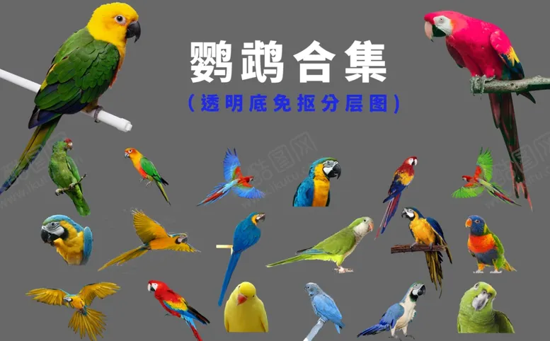 编号：13745104231635598211【酷图网】源文件下载-鹦鹉