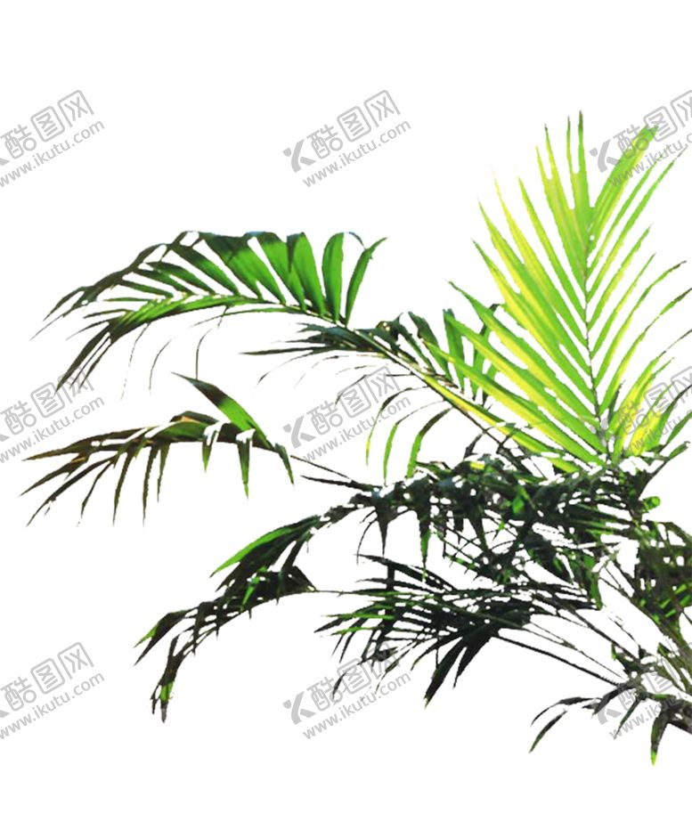 编号：34963810190312476824【酷图网】源文件下载-植物