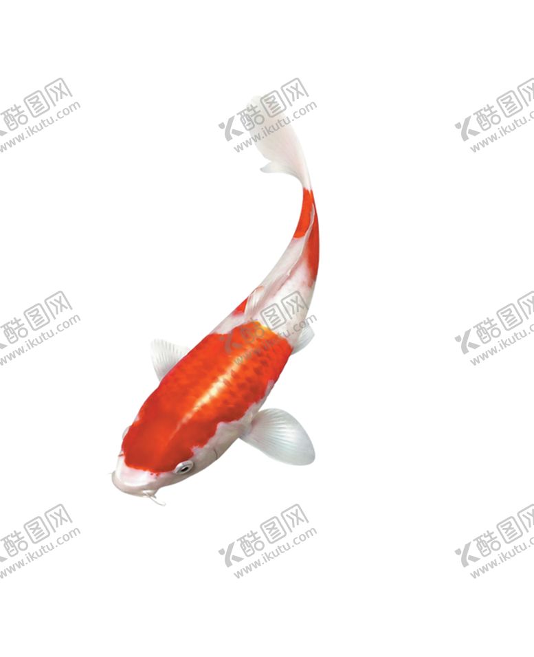 编号：84200805022123007735【酷图网】源文件下载-锦鲤