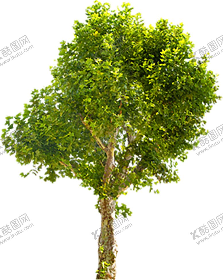 编号：27105507040800381111【酷图网】源文件下载-植物