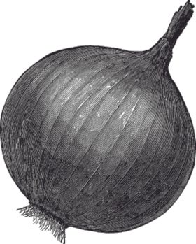 素描手绘蔬菜
