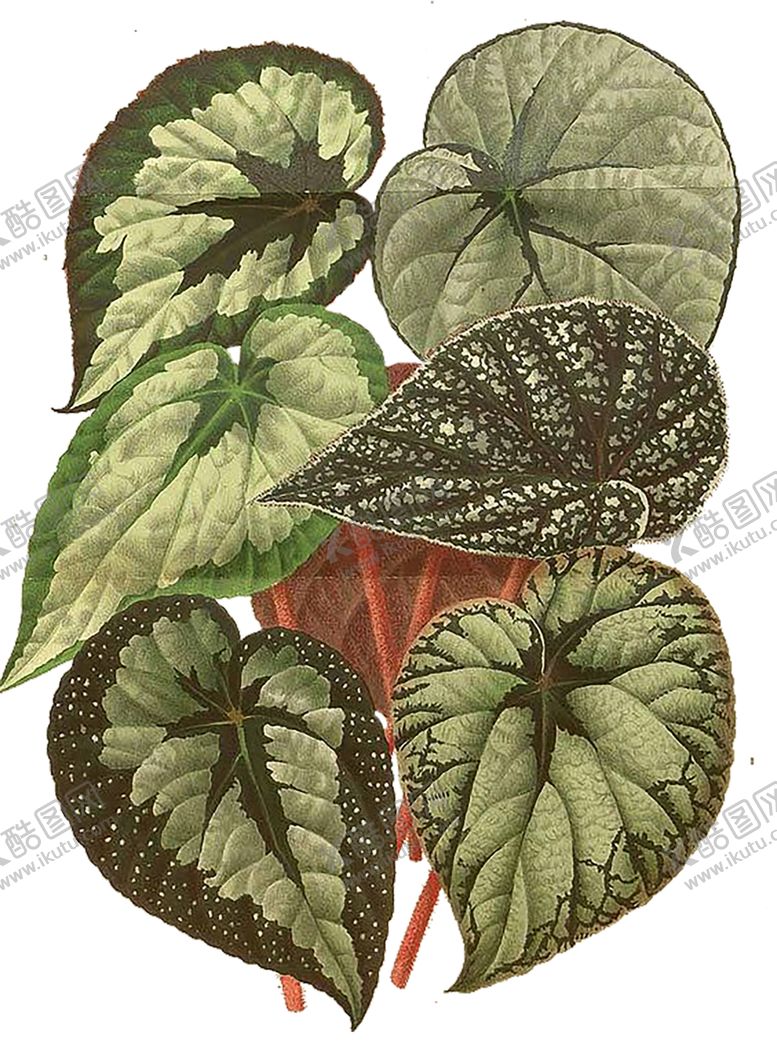 编号：76175410072301108744【酷图网】源文件下载-绿色相框