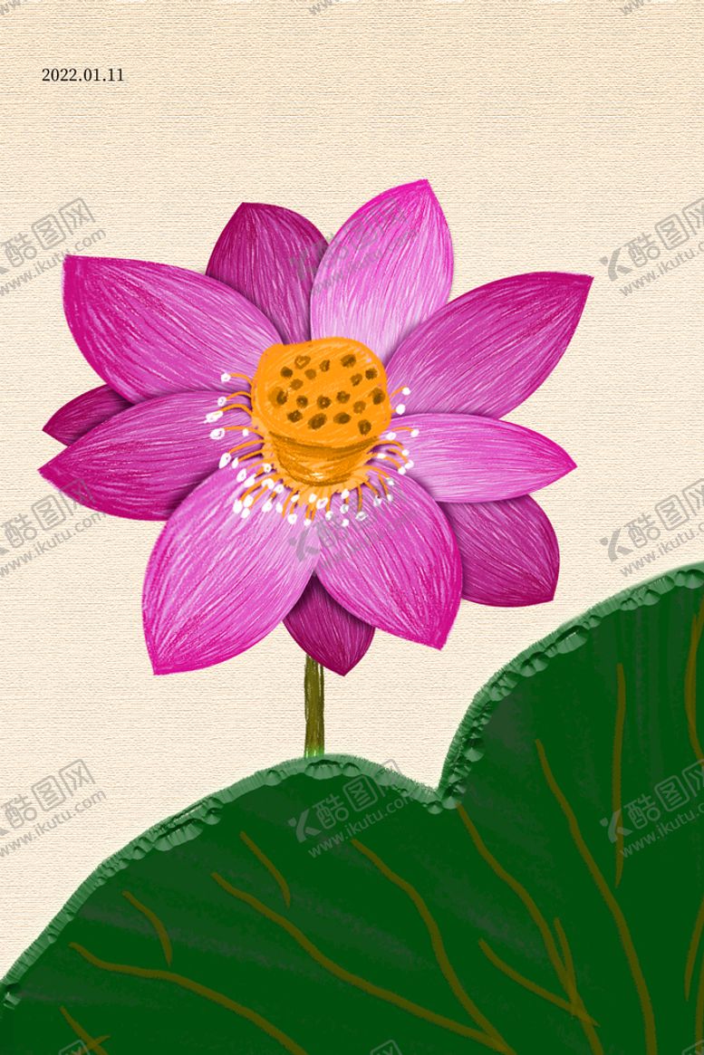 编号：87534010040101084329【酷图网】源文件下载-ps手绘荷花