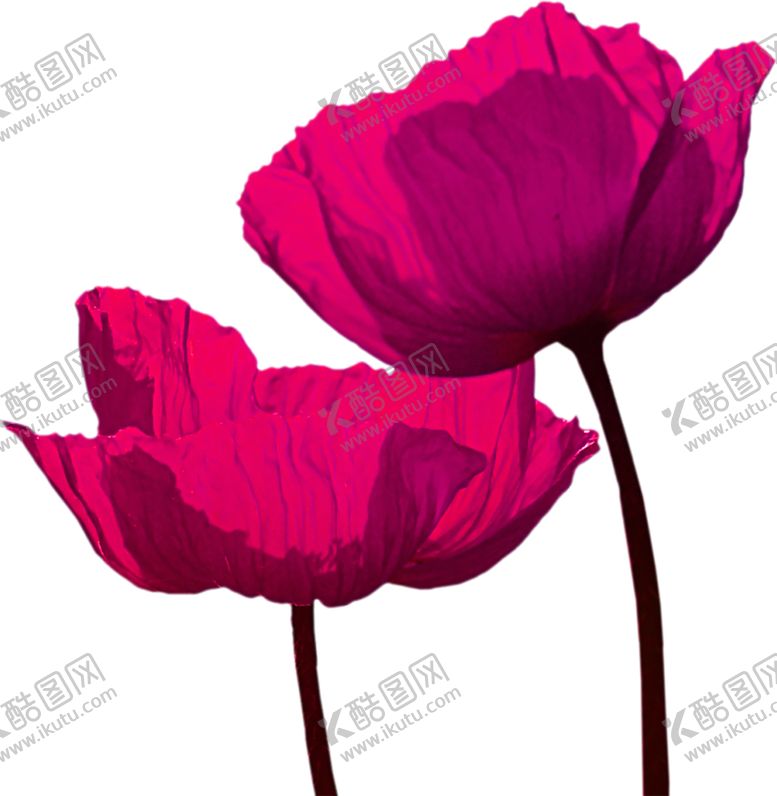 编号：72976105150222194396【酷图网】源文件下载-鲜花素材