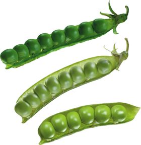 豌豆