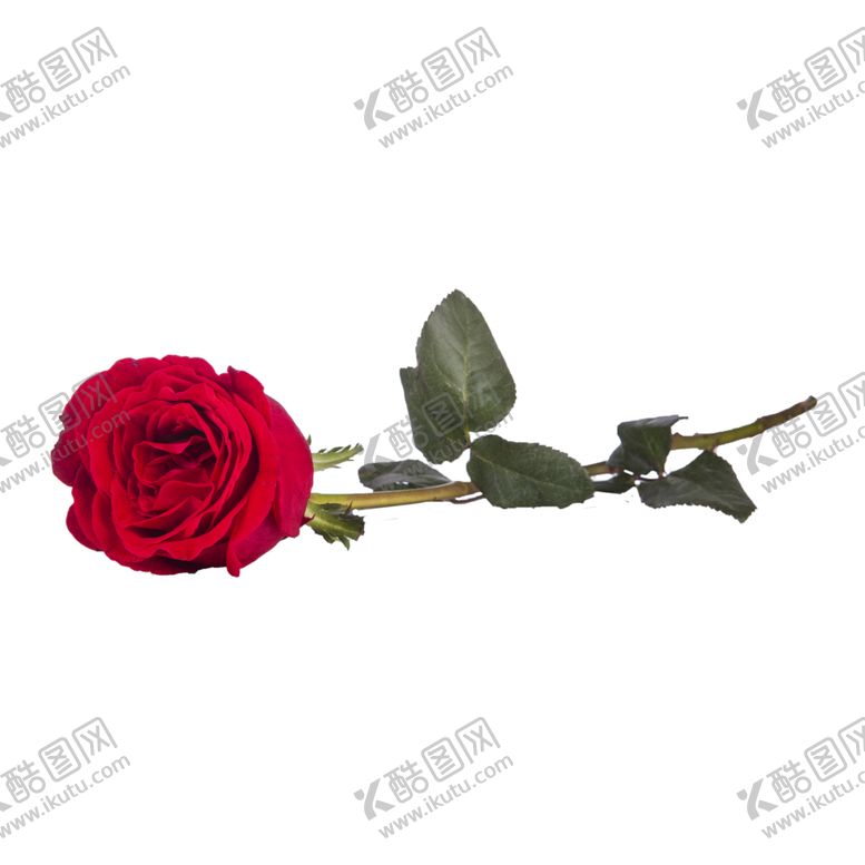 编号：84987509160158122236【酷图网】源文件下载-玫瑰
