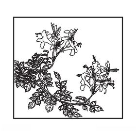 凌霄花