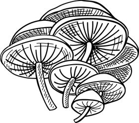 蘑菇