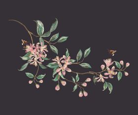 一枝花金银花