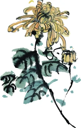 国画菊花