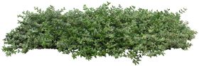 免扣植物树木素材图片