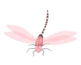 蜻蜓