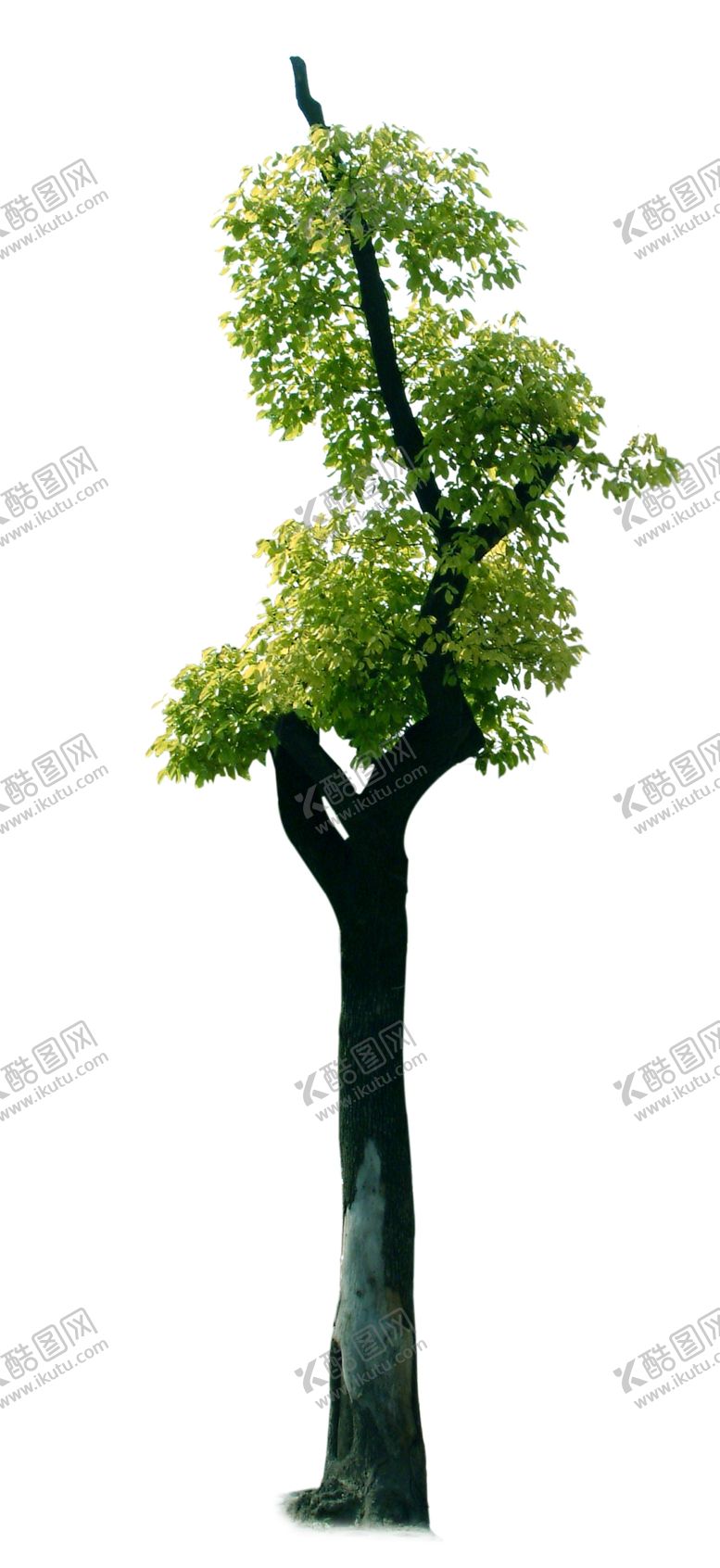 编号：28137910071705148086【酷图网】源文件下载-单颗樟树