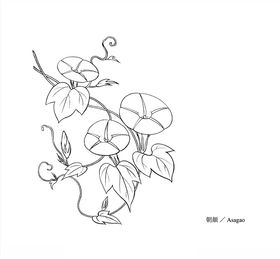线描花朵