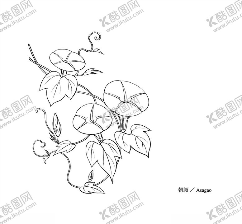编号：60751807092022504141【酷图网】源文件下载-线描花朵