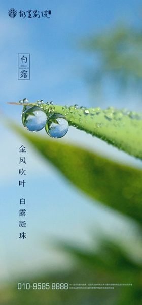 白露节气海报