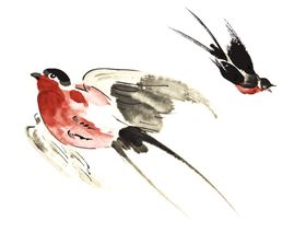 燕子素材
