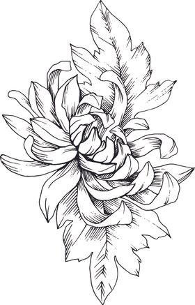 白描植物