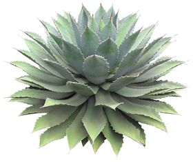 免扣植物素材